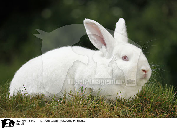 Neuseelnder / rabbit / RR-43143
