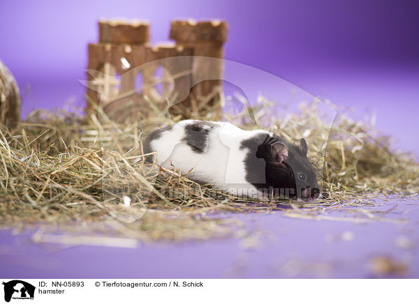 hamster / NN-05893