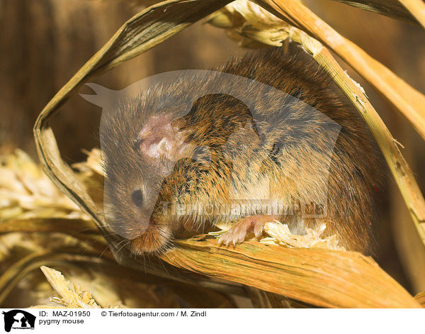 pygmy mouse / MAZ-01950