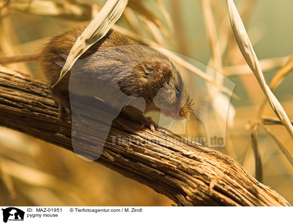 pygmy mouse / MAZ-01951