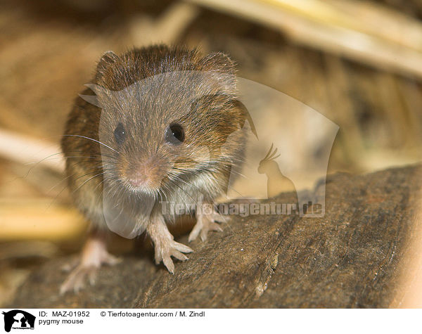 pygmy mouse / MAZ-01952