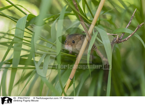 kletternde Zwergmaus / climbing Pygmy Mouse / PW-07812