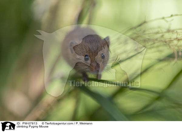 kletternde Zwergmaus / climbing Pygmy Mouse / PW-07813