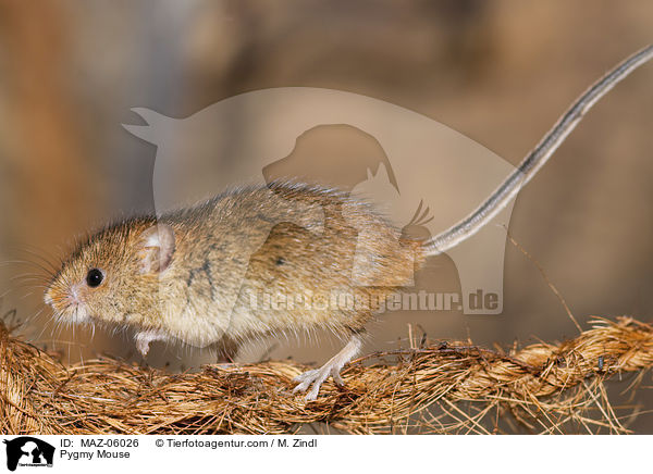 Zwergmaus / Pygmy Mouse / MAZ-06026
