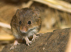 pygmy mouse