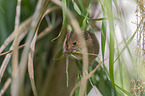 sitting Pygmy Mouse