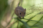 climbing Pygmy Mouse