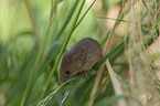 climbing Pygmy Mouse