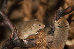 Pygmy Mouse
