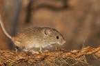 Pygmy Mouse