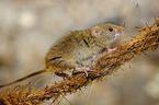 Pygmy Mouse