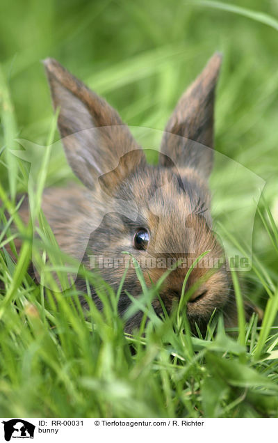 Kaninchen sitzt im Gras / bunny / RR-00031