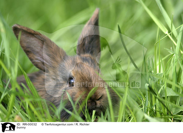 Kaninchen sitzt im Gras / bunny / RR-00032