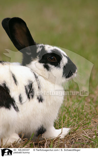 piebald bunny / SS-00337