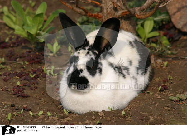 piebald bunny / SS-00338