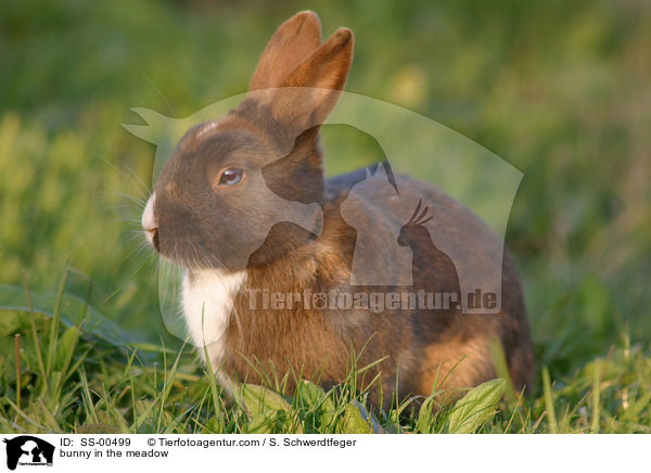bunny in the meadow / SS-00499