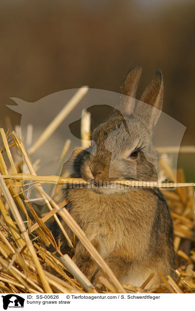 Kaninchen knabbert an Stroh / bunny gnaws straw / SS-00626