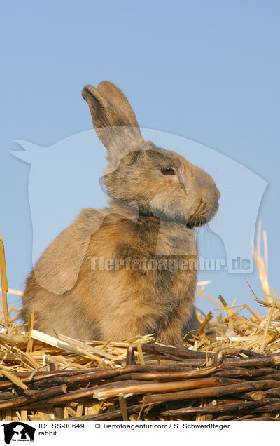 Kaninchen / rabbit / SS-00649