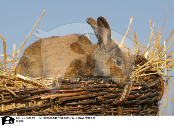 Kaninchen / rabbit / SS-00650