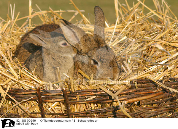Kaninchen mit Jungem / rabbit with baby / SS-00656