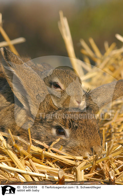 Kaninchen mit Jungem / rabbit with baby / SS-00659