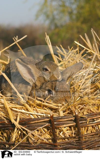 rabbit with baby / SS-00660