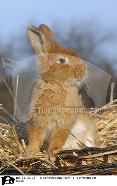 Kaninchen / rabbit / SS-00738