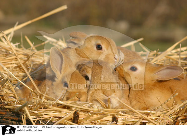 Kaninchen mit Jungen / rabbit with babies / SS-00742