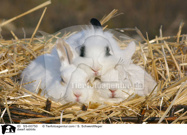 Zwergkaninchen / dwarf rabbits / SS-00750