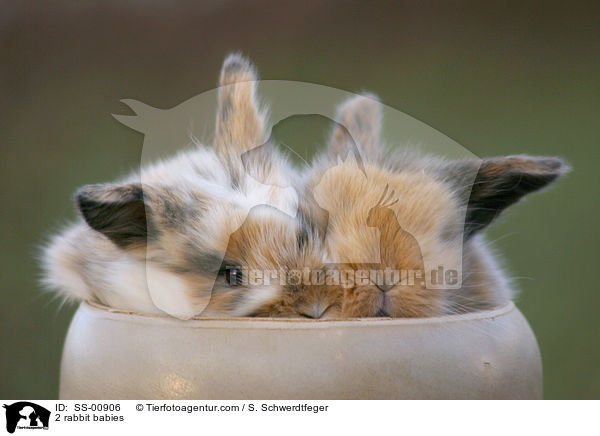 2 rabbit babies / SS-00906