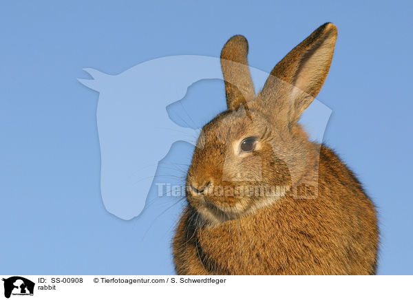 Kaninchen / rabbit / SS-00908