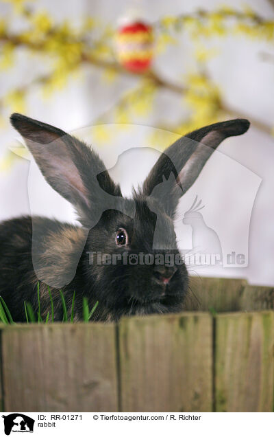 Kaninchen / rabbit / RR-01271