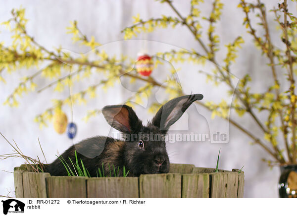 Kaninchen / rabbit / RR-01272