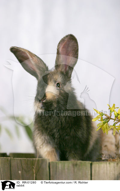 Kaninchen / rabbit / RR-01280