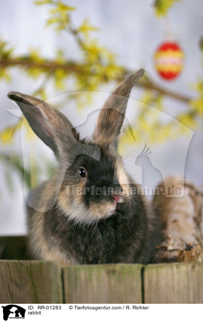 Kaninchen / rabbit / RR-01283