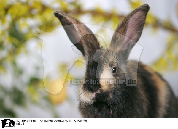 Kaninchen / rabbit / RR-01288