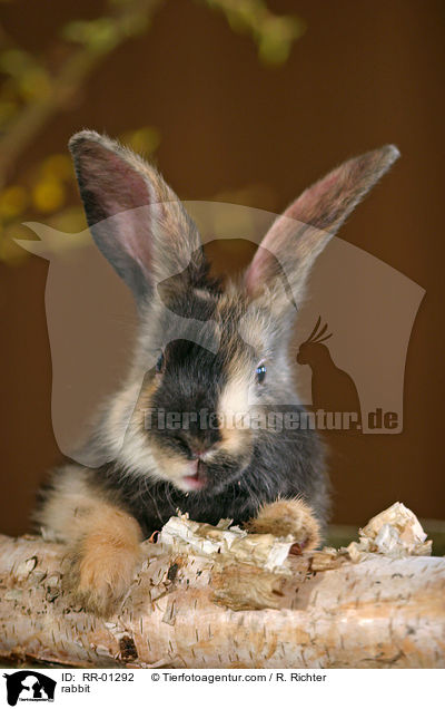 Kaninchen / rabbit / RR-01292