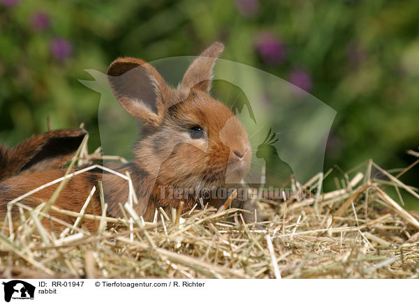 Kaninchen / rabbit / RR-01947