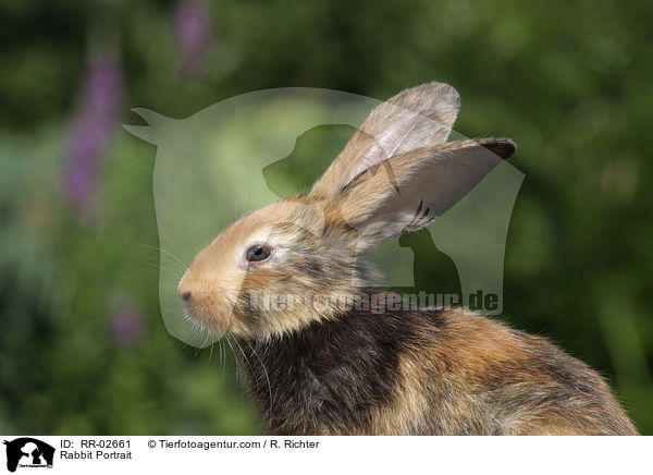 Kaninchen / Rabbit Portrait / RR-02661