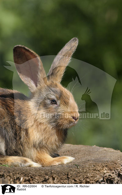 Kaninchen / Rabbit / RR-02664