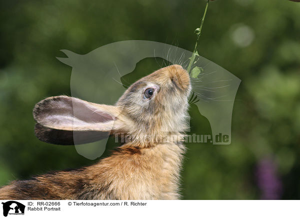 Kaninchen / Rabbit Portrait / RR-02666