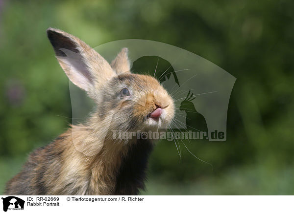 Rabbit Portrait / RR-02669