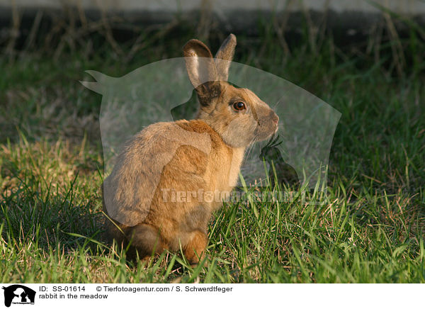 Kaninchen auf Wiese / rabbit in the meadow / SS-01614