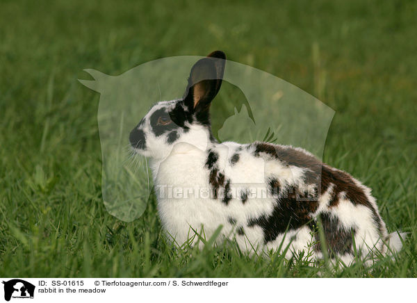Kaninchen auf Wiese / rabbit in the meadow / SS-01615