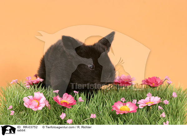 Kaninchen / rabbit / RR-03752