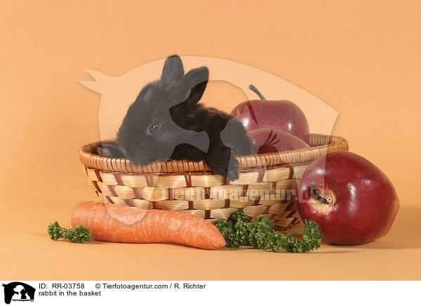 Kaninchen im Krbchen / rabbit in the basket / RR-03758