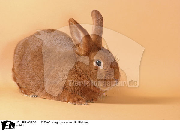 Kaninchen / rabbit / RR-03759