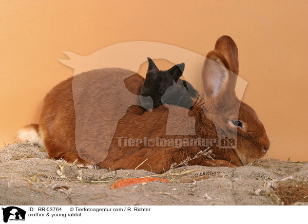 Mutter & junges Kaninchen / mother & young rabbit / RR-03764