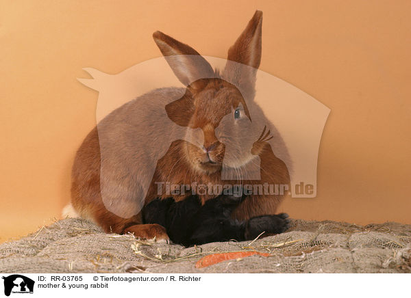 Mutter & junges Kaninchen / mother & young rabbit / RR-03765