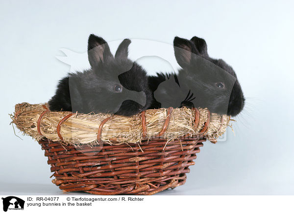 junge Kaninchen im Krbchen / young bunnies in the basket / RR-04077
